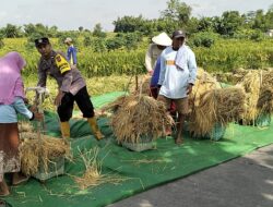 Dukung Ketahanan Pangan, Bhabinkamtibmas Jatirowo Sambangi dan Bantu Petani Panen Padi