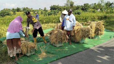 Dukung Ketahanan Pangan, Bhabinkamtibmas Jatirowo Sambangi dan Bantu Petani Panen Padi