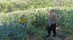Sambang Persawahan, Bhabinkamtibmas Kalipang Motivasi Petani Tingkatkan Produktivitas Jagung