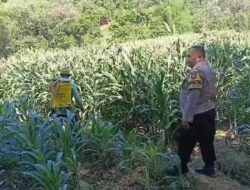 Sambang Persawahan, Bhabinkamtibmas Kalipang Motivasi Petani Tingkatkan Produktivitas Jagung