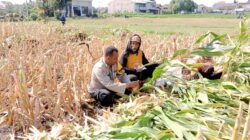 Hasil Nyata Pendampingan Bhabinkamtibmas, Petani Singonegaran Sukses Panen 5 Ton Jagung