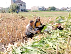 Hasil Nyata Pendampingan Bhabinkamtibmas, Petani Singonegaran Sukses Panen 5 Ton Jagung