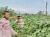 Menyemai Harapan di Ladang Blimbing: Langkah Polsek Tarokan Kawal Swasembada Pangan