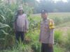 Sambut Hari Bhayangkara ke-80, Bhabinkamtibmas Polsek Tarokan Cek Lahan Jagung dan Edukasi Petani di Desa Tarokan untuk Dukung Ketahanan Pangan