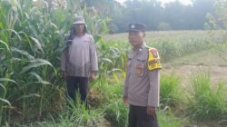 Sambut Hari Bhayangkara ke-80, Bhabinkamtibmas Polsek Tarokan Cek Lahan Jagung dan Edukasi Petani di Desa Tarokan untuk Dukung Ketahanan Pangan