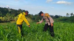Mengabdi dari Desa, Bhabinkamtibmas Polsek Mojo Dorong Kesuksesan Panen Jagung Warga