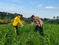 Mengabdi dari Desa, Bhabinkamtibmas Polsek Mojo Dorong Kesuksesan Panen Jagung Warga