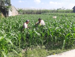 Polsek Wates Dampingi Petani Desa Pojok Rawat Jagung, Perkuat Swasembada Pangan