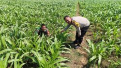 Bhabinkamtibmas Dermo Dampingi Petani Jagung, Perkuat Ketahanan Pangan Menuju Swasembada
