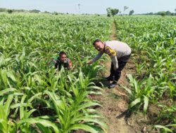 Bhabinkamtibmas Dermo Dampingi Petani Jagung, Perkuat Ketahanan Pangan Menuju Swasembada