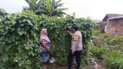 Polsek Nongkojajar Dampingi Warga Kembangkan Buncis untuk Perkuat Ketahanan Pangan di Tutur