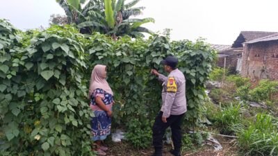 Polsek Nongkojajar Dampingi Warga Kembangkan Buncis untuk Perkuat Ketahanan Pangan di Tutur