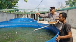 Bhabinkamtibmas Polsek Rembang Pantau Budidaya Lele, Dukung Ketahanan Pangan Nasional