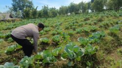 Polsek Nongkojajar Pantau Lahan Kubis Warga Program P2B