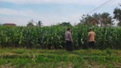 Bhabinkamtibmas Sukorejo Dampingi Petani Pantau Pertumbuhan Jagung