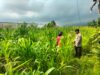 Bukan Sekadar Patroli, Polisi di Tutur Kini Aktif Dampingi Petani Jagung