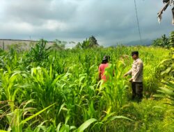 Bukan Sekadar Patroli, Polisi di Tutur Kini Aktif Dampingi Petani Jagung