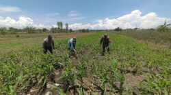 Bukan Sekadar Patroli, Polisi di Bangil Aktif Dampingi Petani Jagung Menuju Panen Maksimal