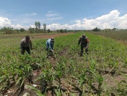 Bukan Sekadar Patroli, Polisi di Bangil Aktif Dampingi Petani Jagung Menuju Panen Maksimal