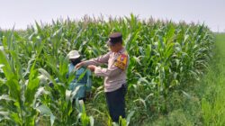 Polsek Tarik Dampingi Petani Jagung di Desa Kedungbocok, untuk Sukseskan Ketahanan Pangan