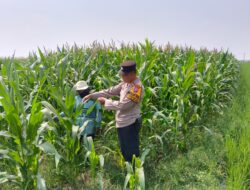 Polsek Tarik Dampingi Petani Jagung di Desa Kedungbocok, untuk Sukseskan Ketahanan Pangan