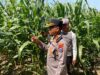 Dukung Swasembada Pangan, Kapolsek Balongbendo Cek Lahan Jagung Hibrida Siap Panen