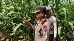 Dukung Swasembada Pangan, Kapolsek Balongbendo Cek Lahan Jagung Hibrida Siap Panen