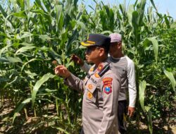 Dukung Swasembada Pangan, Kapolsek Balongbendo Cek Lahan Jagung Hibrida Siap Panen