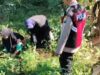 Bhabinkamtibmas Polsek Pasrepan Pantau Tanaman Jagung, Dukung Asta Cita Ketahanan Pangan Nasional