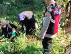 Bhabinkamtibmas Polsek Pasrepan Pantau Tanaman Jagung, Dukung Asta Cita Ketahanan Pangan Nasional