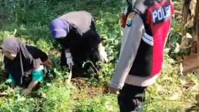 Bhabinkamtibmas Polsek Pasrepan Pantau Tanaman Jagung, Dukung Asta Cita Ketahanan Pangan Nasional