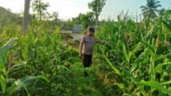 Wujudkan Swasembada Pangan, Polsek Sidoarjo Kota Dampingi Petani Jagung