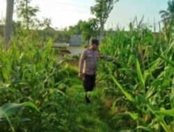 Wujudkan Swasembada Pangan, Polsek Sidoarjo Kota Dampingi Petani Jagung