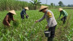 Bhabinkamtibmas Polsek Sukorejo Pantau Pertumbuhan Jagung, Dukung Asta Cita Presiden di Bidang Ketahanan Pangan