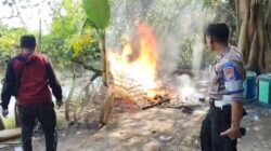 Gerak Cepat Tindak Laporan Warga, Polsek Tulangan Musnahkan Arena Sabung Ayam