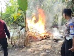 Gerak Cepat Tindak Laporan Warga, Polsek Tulangan Musnahkan Arena Sabung Ayam