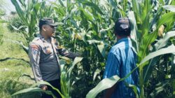 Bhabinkamtibmas Polsek Nongkojajar Perkuat Ketahanan Pangan Lewat Pendampingan Tanaman Jagung di Desa Pungging
