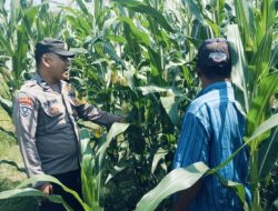 Bhabinkamtibmas Polsek Nongkojajar Perkuat Ketahanan Pangan Lewat Pendampingan Tanaman Jagung di Desa Pungging