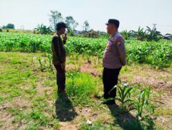 Bhabinkamtibmas Polsek Sukorejo Dorong Pemanfaatan Lahan Produktif untuk Dukung Ketahanan Pangan Nasional