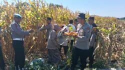 Polresta Sidoarjo Dorong Swasembada Pangan, Berhasil Panen Raya Jagung Hibrida di Porong
