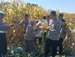 Polresta Sidoarjo Dorong Swasembada Pangan, Berhasil Panen Raya Jagung Hibrida di Porong