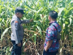 Bhabinkamtibmas Polsek Sukorejo Dorong Petani Optimalkan Lahan Produktif