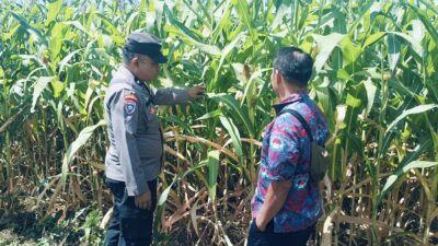 Bhabinkamtibmas Polsek Sukorejo Dorong Petani Optimalkan Lahan Produktif