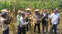 Polisi, Perangkat Desa dan Petani Kompak Sukseskan Ketahanan Pangan di Balongbendo