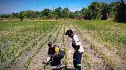 Tanaman Jagung di Siyar Tumbuh Baik, Bhabinkamtibmas Dukung Ketahanan Pangan Bersama Warga