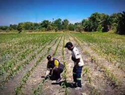 Tanaman Jagung di Siyar Tumbuh Baik, Bhabinkamtibmas Dukung Ketahanan Pangan Bersama Warga