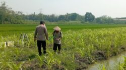Polsek Wonoayu Pantau Lahan Jagung Desa Popoh Dukung Swasembada Pangan