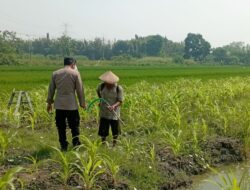 Polsek Wonoayu Pantau Lahan Jagung Desa Popoh Dukung Swasembada Pangan