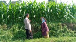 Optimistis Panen Bagus, Bhabinkamtibmas Laporkan Tanaman Jagung di Gunting Tumbuh Subur