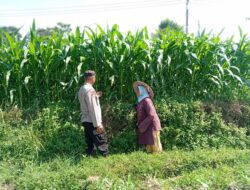 Optimistis Panen Bagus, Bhabinkamtibmas Laporkan Tanaman Jagung di Gunting Tumbuh Subur